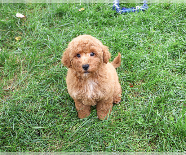 Medium Photo #6 Goldendoodle mix (+ Poodle Standard) Puppy For Sale in SYRACUSE, IN, USA