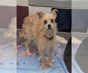 Miniature Schnauzer-Unknown Mix Dogs for adoption in Plano, TX, USA