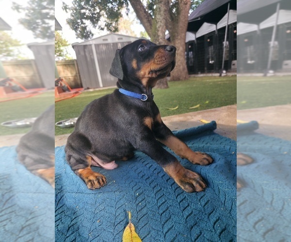 Medium Photo #5 Doberman Pinscher Puppy For Sale in MIAMI, FL, USA