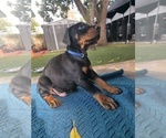 Small #4 Doberman Pinscher