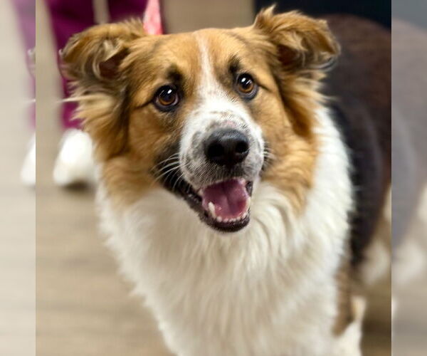 Medium Photo #6 Mutt Puppy For Sale in Canton, CT, USA