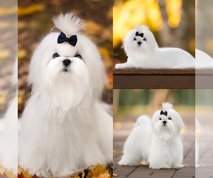 Father of the Maltese puppies born on 03/08/2025