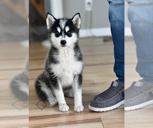 Pomsky Puppy for Sale in KANSAS CITY, Missouri USA