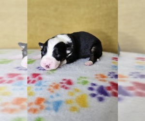 Australian Shepherd Puppy for sale in PHOENIX, AZ, USA