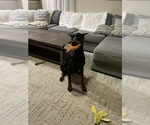 Small Photo #3 Doberman Pinscher Puppy For Sale in HOUSTON, TX, USA