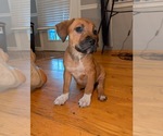 Small Photo #30 America Bandogge Mastiff Puppy For Sale in SNELLVILLE, GA, USA