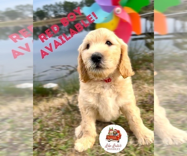 Medium Photo #4 Goldendoodle Puppy For Sale in HAMPSTEAD, NC, USA