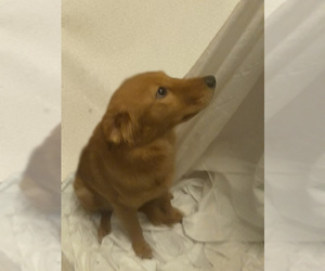 Golden Retriever-Goldendoodle Mix Puppy for sale in TUCSON, AZ, USA