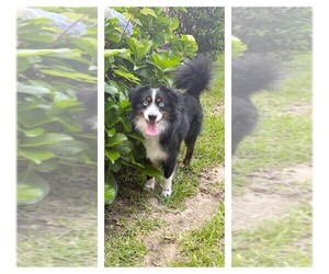 Father of the Miniature Australian Shepherd puppies born on 06/08/2025