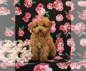 Cavapoo Puppy for sale in PARADISE, PA, USA
