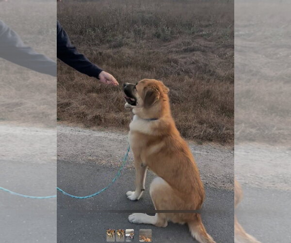 Medium Photo #1 Anatolian Shepherd-Unknown Mix Puppy For Sale in Woodland Hills, CA, USA