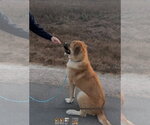 Small Anatolian Shepherd Mix