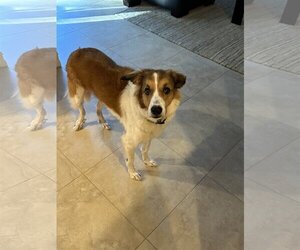 Border Collie-Unknown Mix Dogs for adoption in Royal Palm Beach, FL, USA