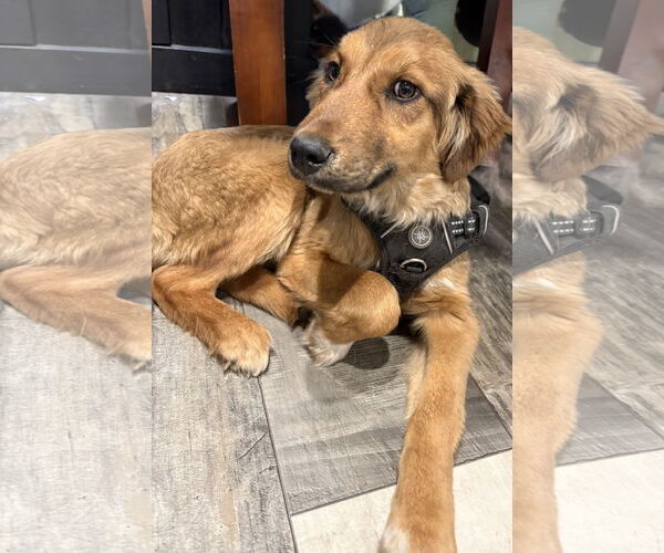 Medium Photo #1 Mutt Puppy For Sale in Mount Pleasant, SC, USA