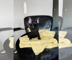 French Bulldog Puppy for sale in HAYWARD, CA, USA
