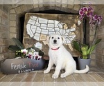 Small Photo #13 German Shepherd Dog Puppy For Sale in GARDEN CITY, TX, USA