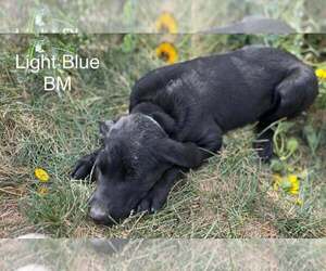 Golden Labrador Puppy for Sale in GILLETTE, Wyoming USA
