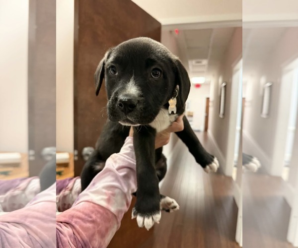 Medium Photo #5 Mutt Puppy For Sale in Holly Springs, NC, USA