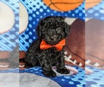 Small Photo #6 Poodle (Miniature) Puppy For Sale in KIRKWOOD, PA, USA