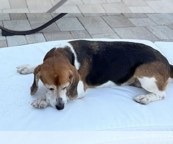 Medium Photo #4 Beagle Puppy For Sale in Tampa, FL, USA