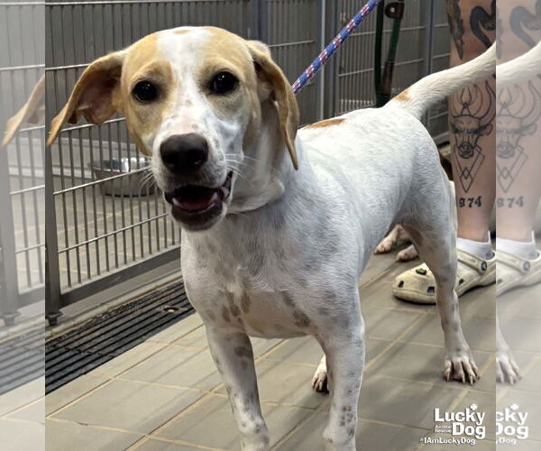 Medium Photo #2 Beagle-Unknown Mix Puppy For Sale in Washington, DC, USA
