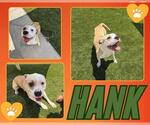 Small #1 American Pit Bull Terrier