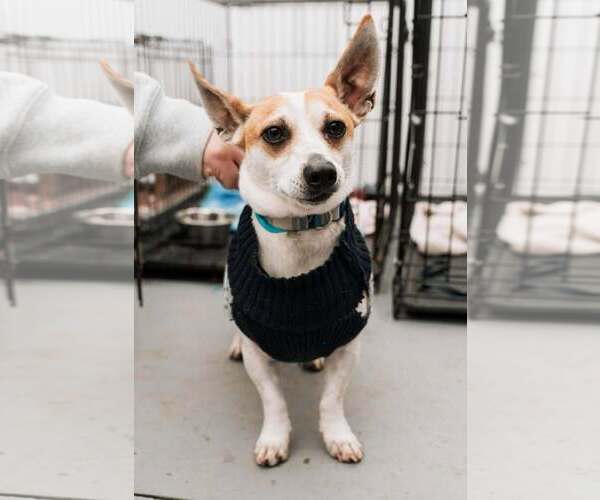 Medium Photo #2 Jack Chi Puppy For Sale in Visalia, CA, USA