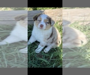 Australian Shepherd Puppy for Sale in CASTLE ROCK, Colorado USA