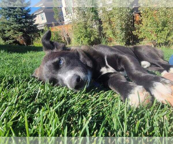 Medium Photo #4 Pembroke Welsh Corgi-Siberian Husky Mix Puppy For Sale in Denver , CO, USA