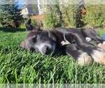 Small #3 Pembroke Welsh Corgi-Siberian Husky Mix