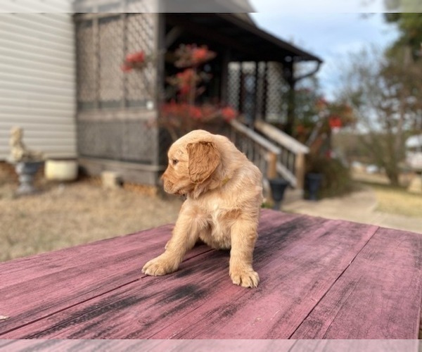 Medium Photo #18 Golden Retriever Puppy For Sale in SANFORD, NC, USA