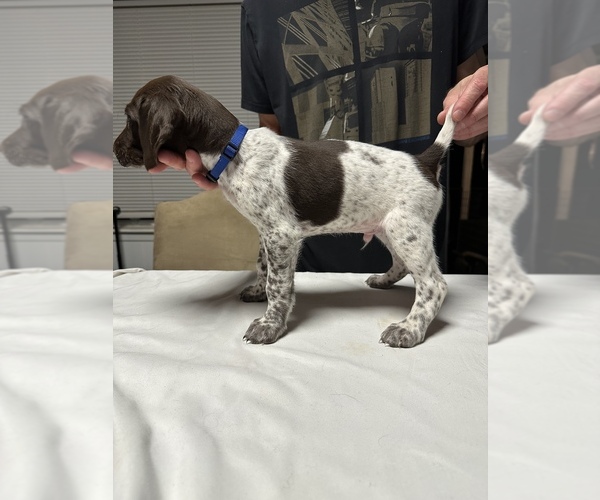 Medium Photo #1 German Shorthaired Pointer Puppy For Sale in KERRVILLE, TX, USA