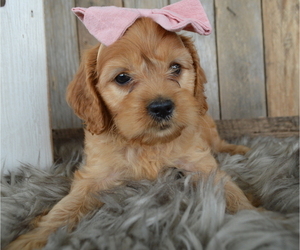 Cock-A-Poo Puppy for sale in HONEY BROOK, PA, USA