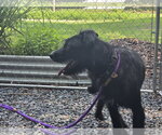 Small #3 Labrador Retriever Mix