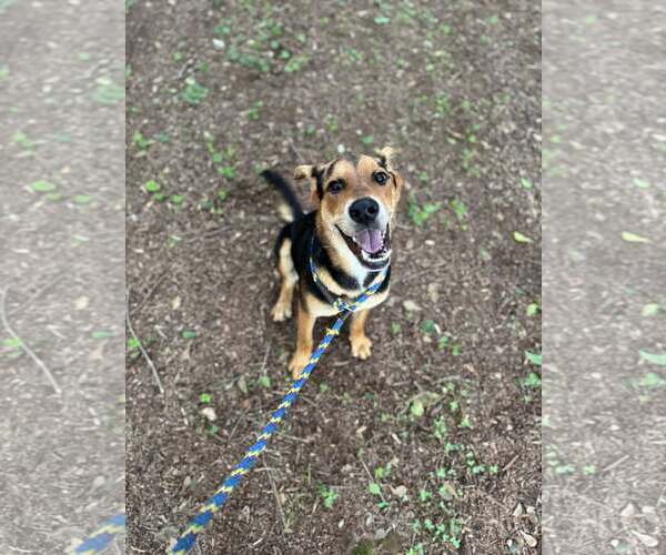 Medium Photo #4 Mutt Puppy For Sale in Greenville, SC, USA