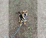 Small #3 Mutt