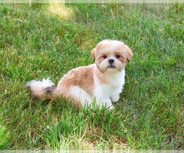 Medium Photo #7 Shih Tzu Puppy For Sale in SYRACUSE, IN, USA