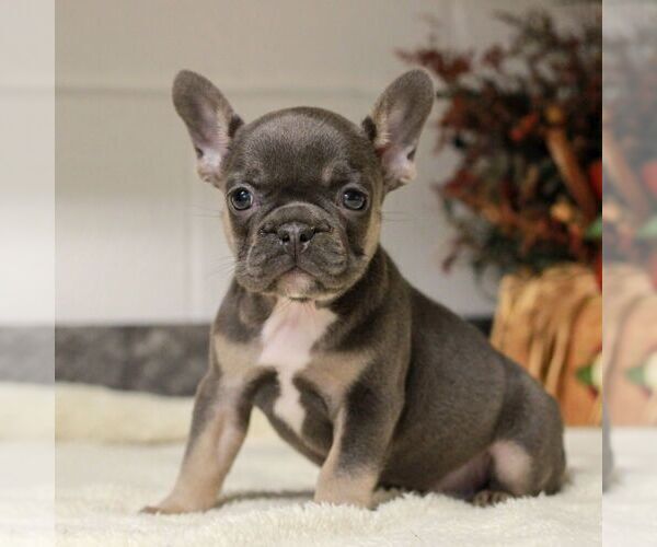 Medium Photo #4 French Bulldog Puppy For Sale in EAST EARL, PA, USA