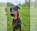 Small #24 Doberman Pinscher