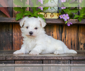 Maltese Puppy for sale in BALTIC, OH, USA