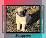 Small #5 Anatolian Shepherd
