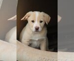 Small Photo #3 Australian Retriever Puppy For Sale in McDonough, GA, USA