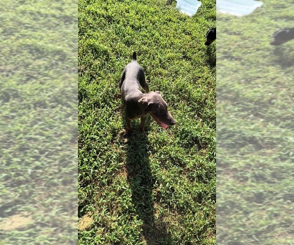 Medium Photo #15 Doberman Pinscher Puppy For Sale in KELLYTON, AL, USA