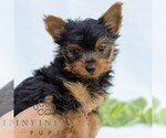 Small #3 Yorkshire Terrier