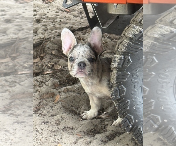 Medium Photo #1 French Bulldog Puppy For Sale in LAKE WALES, FL, USA