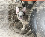 Puppy Tolima French Bulldog