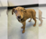 Small #1 Mutt