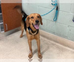 English Foxhound-Unknown Mix Dogs for adoption in Rancho Cucamonga, CA, USA