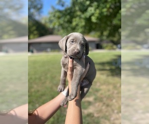 Labrador Retriever Puppy for sale in INDIANAPOLIS, IN, USA