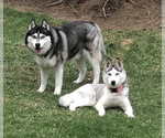 Small Photo #2 Siberian Husky Puppy For Sale in RANCHO SANTA MARGARITA, CA, USA